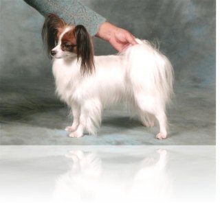 caspiens-good-leasing