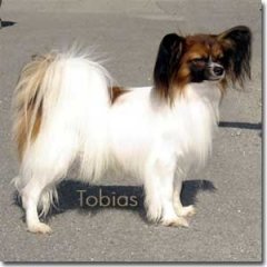 tobias001mayas-pappas