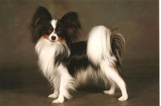 dolce-vita-jp-major-leauge-sofiero-2007_3