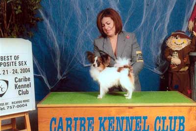 Moonlight kennels top